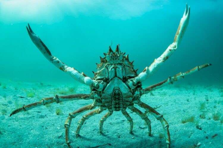 What Lobsters (and Ted Lasso) Teach Us About Leadership