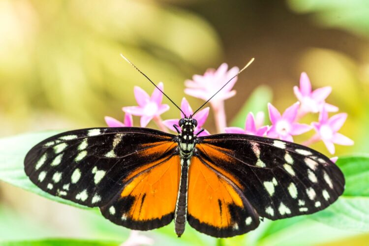 From Caterpillar to Creator