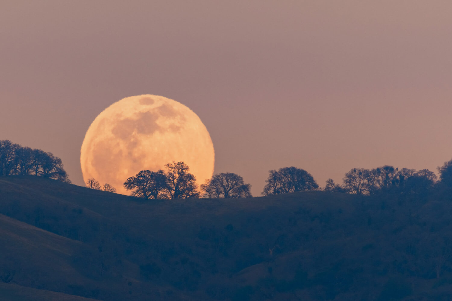 Supermoons, Scientists, and Silent Elephant Vigils Supermoons, Scientists, and Silent Elephant Vigils