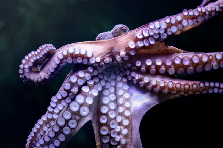 My (Inner) Octopus Teacher