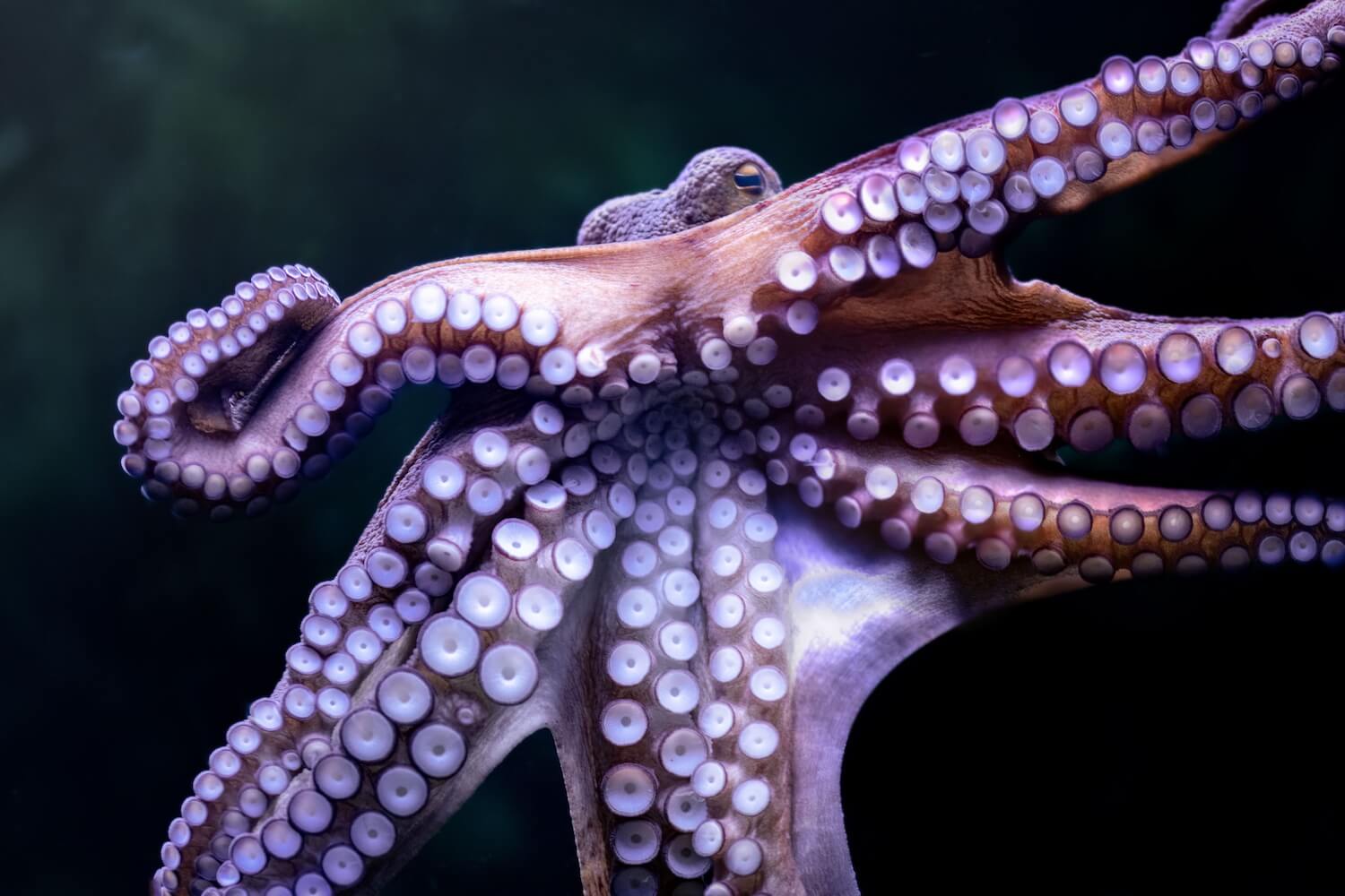 My (Inner) Octopus Teacher